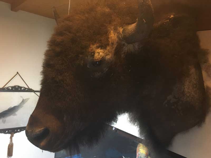 Vintage Bison Head Trophy、アメリカンバッファロー、バイソンの剥製、ハンティング・トロフィー