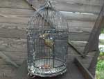 Antique Used 鳥カゴ/Antique Iron Bird Cage 1950年代のアイアン製の鳥かご